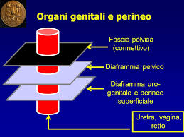 organi genitali perineo